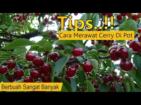 Cara Merawat Pohon Cerry Dalam Pot Agar Berbuah Lebat...