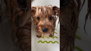 Yorkshire terrier enjoying bath #yorkie #pets #pet #dog #dogshorts #dogs #mydog