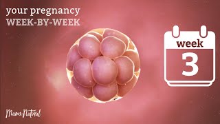 3 Weeks Pregnant - Natural Pregnancy Week-By-Week