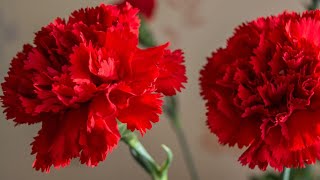 Karanfili od krep papira - Crepe paper carnations