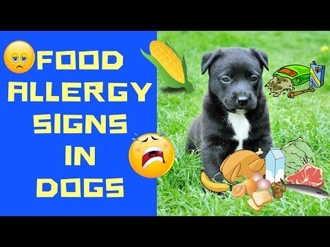 food-allergy-signs-in-dogs