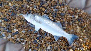 11lb Bass SHORE caught on Lure in Daylight-Fish of a lifetime