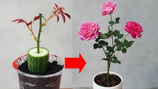 Just One Rose Cucumber Will Sprout And Bloom Beautifully by DIY Garden World 5,492 views 1 month ago 8 minutes, 11 seconds