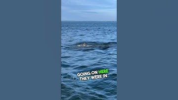 Dolphins gone wild? 🐬🐬👀 #chesapeakebay #dolphins #dolphin