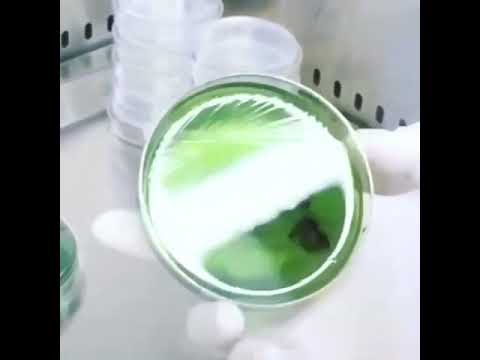 Video: Bakterite külvamine aseptilise tehnika abil: 12 sammu