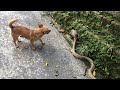 Cobra In The Yard , The Dog Is Not Afraid Of Snakes - Wild Cobra