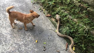 Cobra In The Yard , The Dog Is Not Afraid Of Snakes - Wild Cobra by WILD COBRA 2,028 views 1 year ago 6 minutes, 32 seconds
