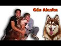 Dương KC | Tìm Được Gấu Alaska Mất Tích  !