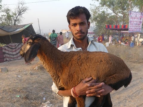 INDIAN VILLAGE STYLE MUTTON CURRY MAKING | street food - YouTube