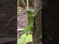 Belalang Molting