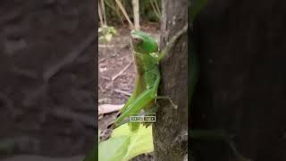Belalang Molting