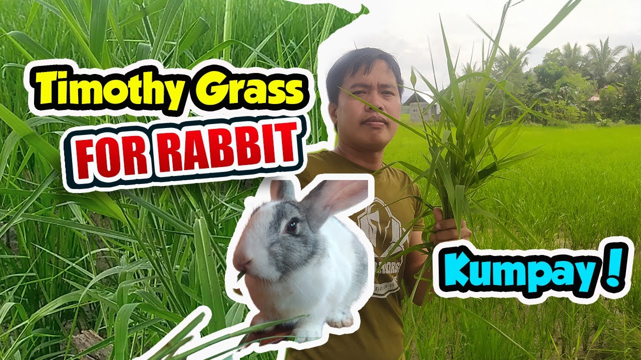 Paano magpakain ng Para Grass or Kumpay Rabbit Philippines YouTube
