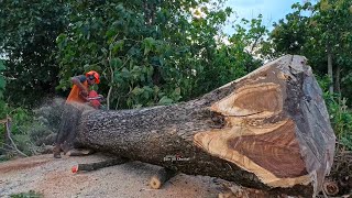 Exhausting..!! Cut down roadside trees from start to finish