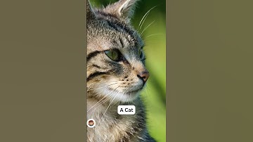 Animal Name Spelling in English #shorts #spelling #learnenglishonline