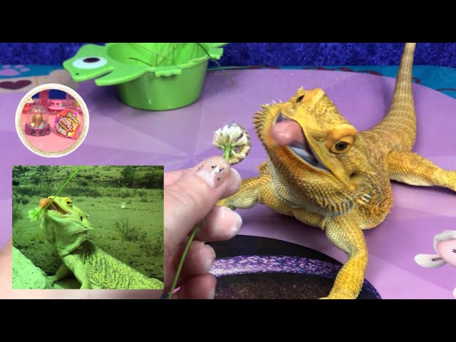 Breathtaking Can Bearded Dragons Eat Clover Design Photography Breathtaking Can Bearded Dragons Eat Clover Design Photography