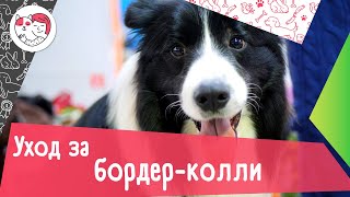 5 особенностей ухода за бордер-колли