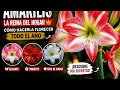 “Hippeastrum: el truco secreto para que florezca TODO el año 🌺🔥”