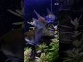 Angels🤩 #lovefish #aquascapegallery #aquariumfish #fishkeepinghobby #fish