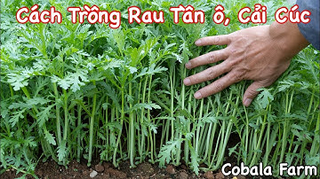 Cách Trồng Rau Tần Ô, Cải Cúc Thu Hoạch Sau 30 Ngày
