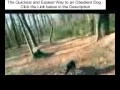 Dog Tracking Classes in Northern Virginia K9 Tracking Search and Rescue Training Northern Virginia Dog Tracking Classes in Northern Virginia K9 Tracking Search and Rescue Training Northern Virginia