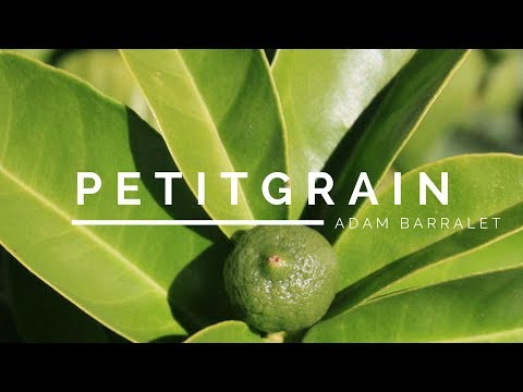 Petitgrain - The Oil of Abundant Foundations