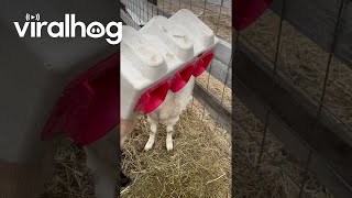 Greedy Goats Get Their Heads Stuck In A Feeder || Viralhog