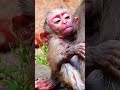 WHAT'S HAPPEND ON BABY MONKEY. #funnymonkeys #animalkingdom #monkeyadventures #naturelovers