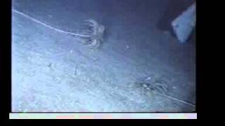 Creeping Crinoid