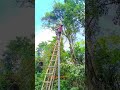 HT Pole Maintenance Work | Dangerous Electric Line Repair/#technical/#shortvideo/#reels/#lineman