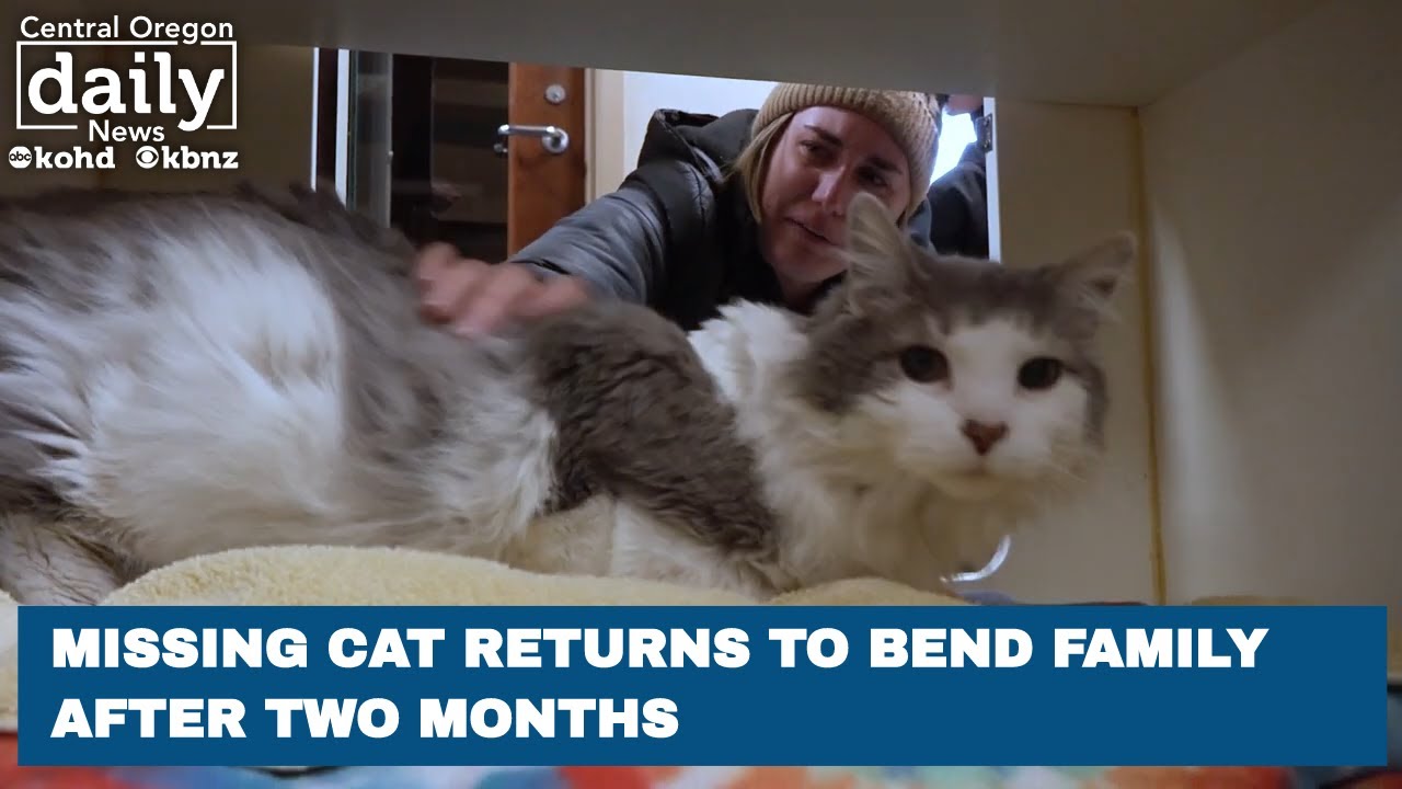‘A Christmas miracle’: Missing cat returned to Bend family after 2 ...