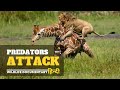 Predators Attack - हिन्दी डॉक्यूमेंट्री | Wildlife documentary in Hindi