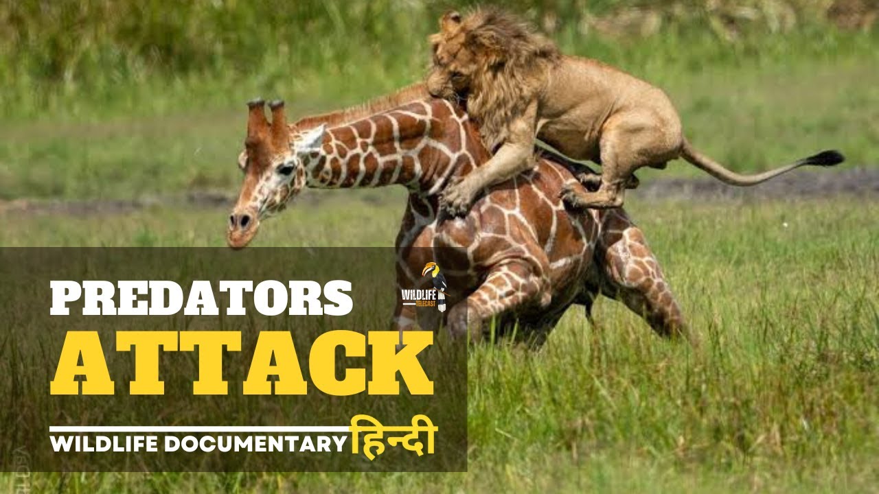 Predators Attack      Wildlife documentary in Hindi