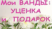 Орхидеи,узамба́рские фиалки,Самара🌺
