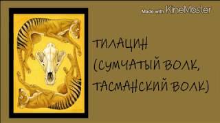 Тилацин Тилацин
