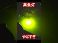 集魚灯やばすぎwwwwww #Shorts
