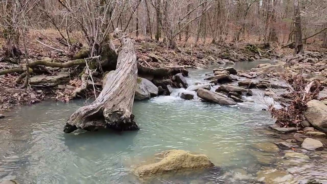 Enjoying a Walk Through an Ozark Winter Forest
