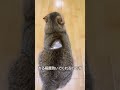 猫の毛に隠された秘密のサムネイル