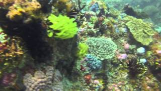 Diving Belongas Bay, Lombok