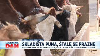 Kriza potresa mljekarski sektor: Skladišta puna, štale se prazne, farme traže put do opstanka