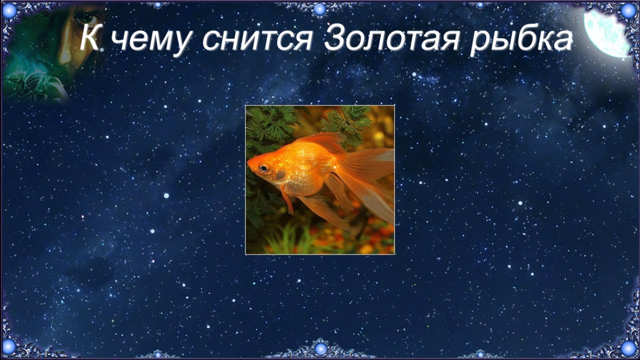 К чему снится Золотая рыбка (Сонник)
