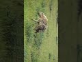 Why Hyenas Are Not Just Scavengers