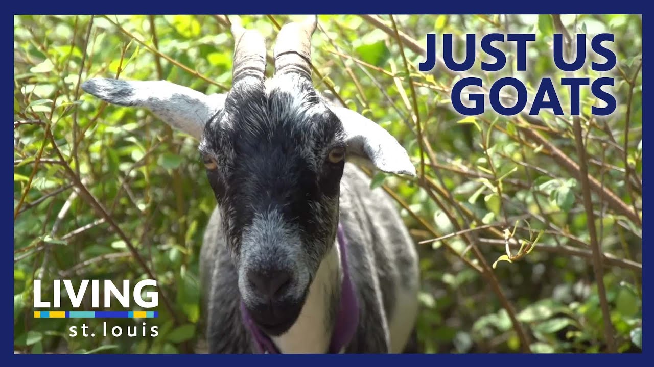 Just Us Goats Uses "Goatscaping" to Clear Land | Living St. Louis