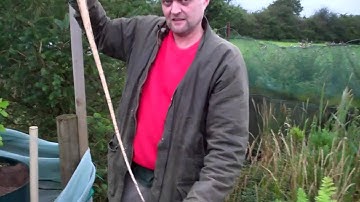 Allotment Diary Sep 1st Harvesting the Exhibition Show Carrots & Parsnips