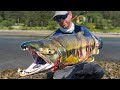 Fly Fishing: BIG Chum Salmon in a Tiny Alaskan Creek | Field Trips with Robert Field