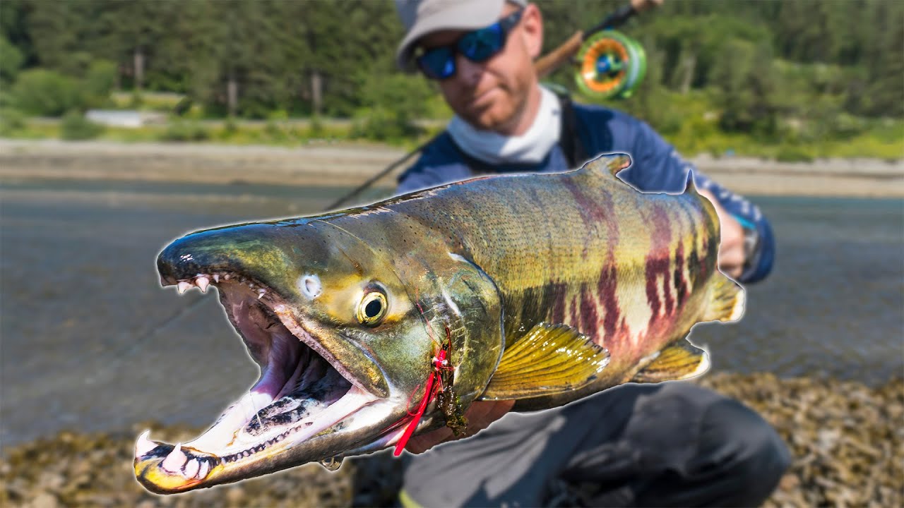 Fly Fishing: BIG Chum Salmon in a Tiny Alaskan Creek