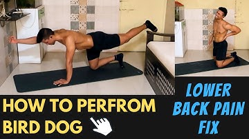 How To Do The Bird Dog Exercise | Mistakes,Corrections,Progressions and Different Variations