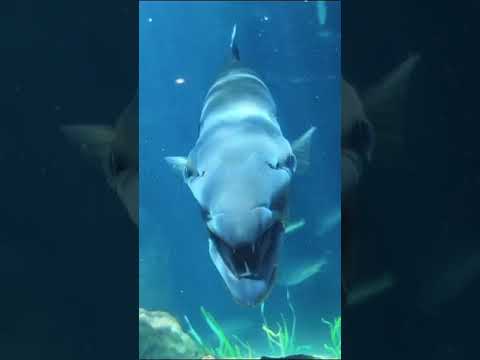 Video: Eet haaie barracudas?