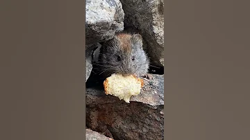 Лемминг кушает хлебушек