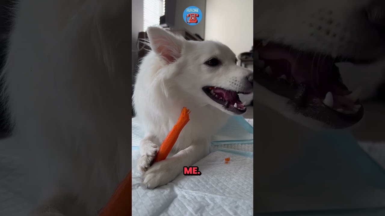 Stop Waiting for Your Pet to “Settle Down”