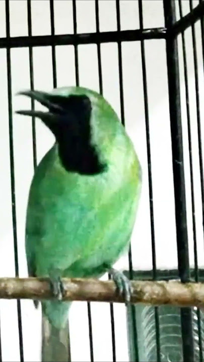 CUCAK IJO ISIAN CILILIN #cucakijogacor #pancingancucakijo #isianmewah #cucakijoisiankasar